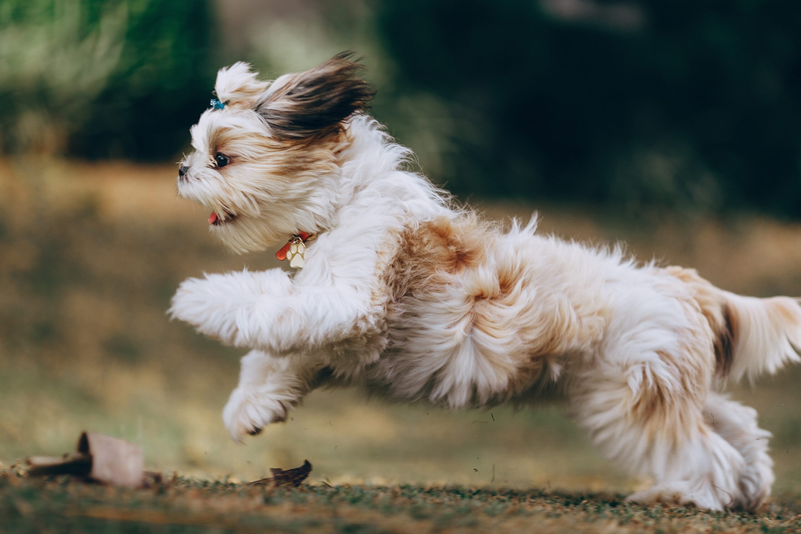 愛犬と思いっきり遊ぼう！大阪のおすすめドッグラン9選｜winnova