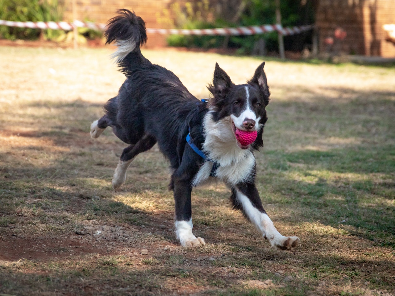 和歌山のおすすめドッグラン9選 愛犬と楽しく過ごそう Winnova