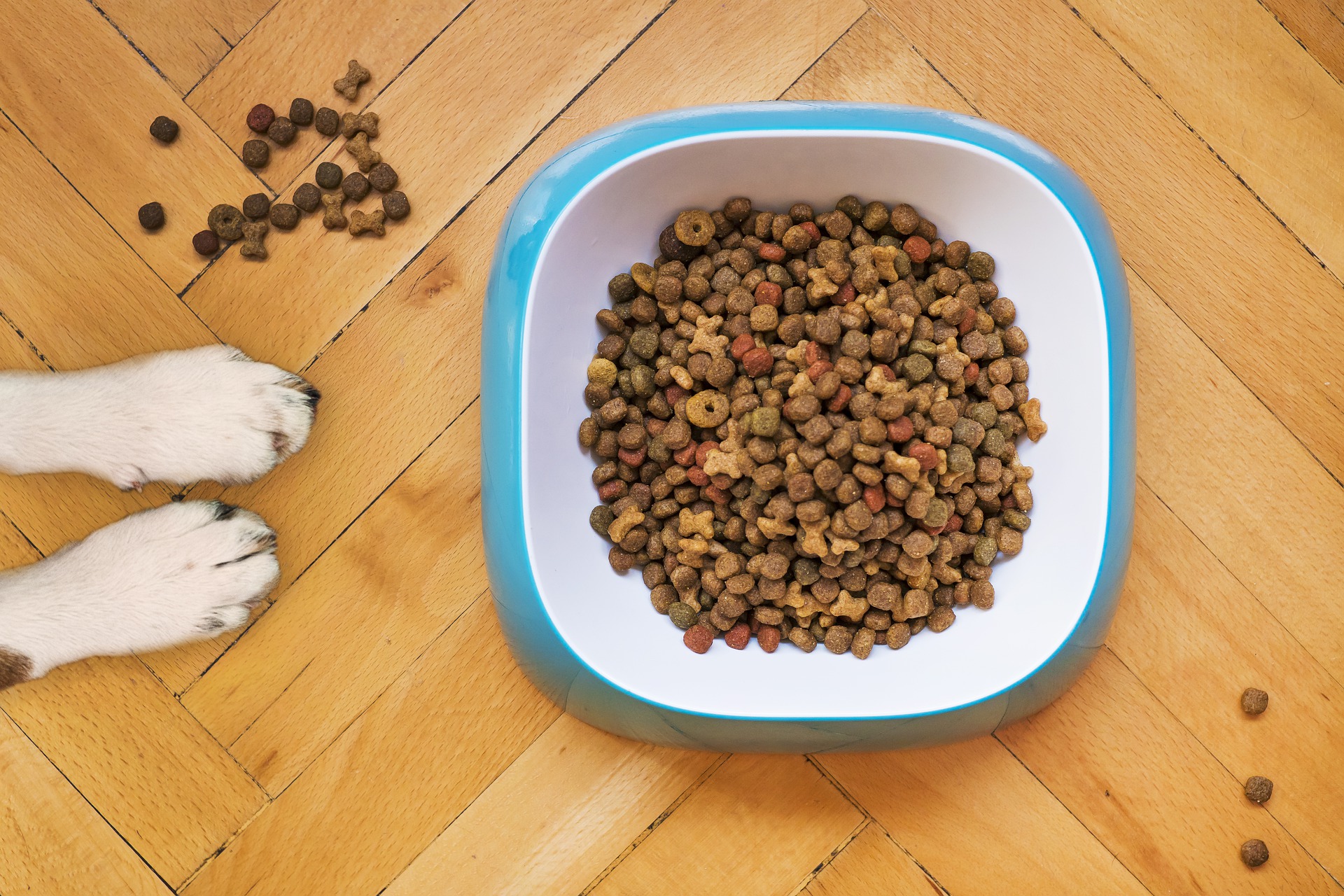 犬のフードの適量を知りたい 年齢別の計算方法を紹介します Winnova