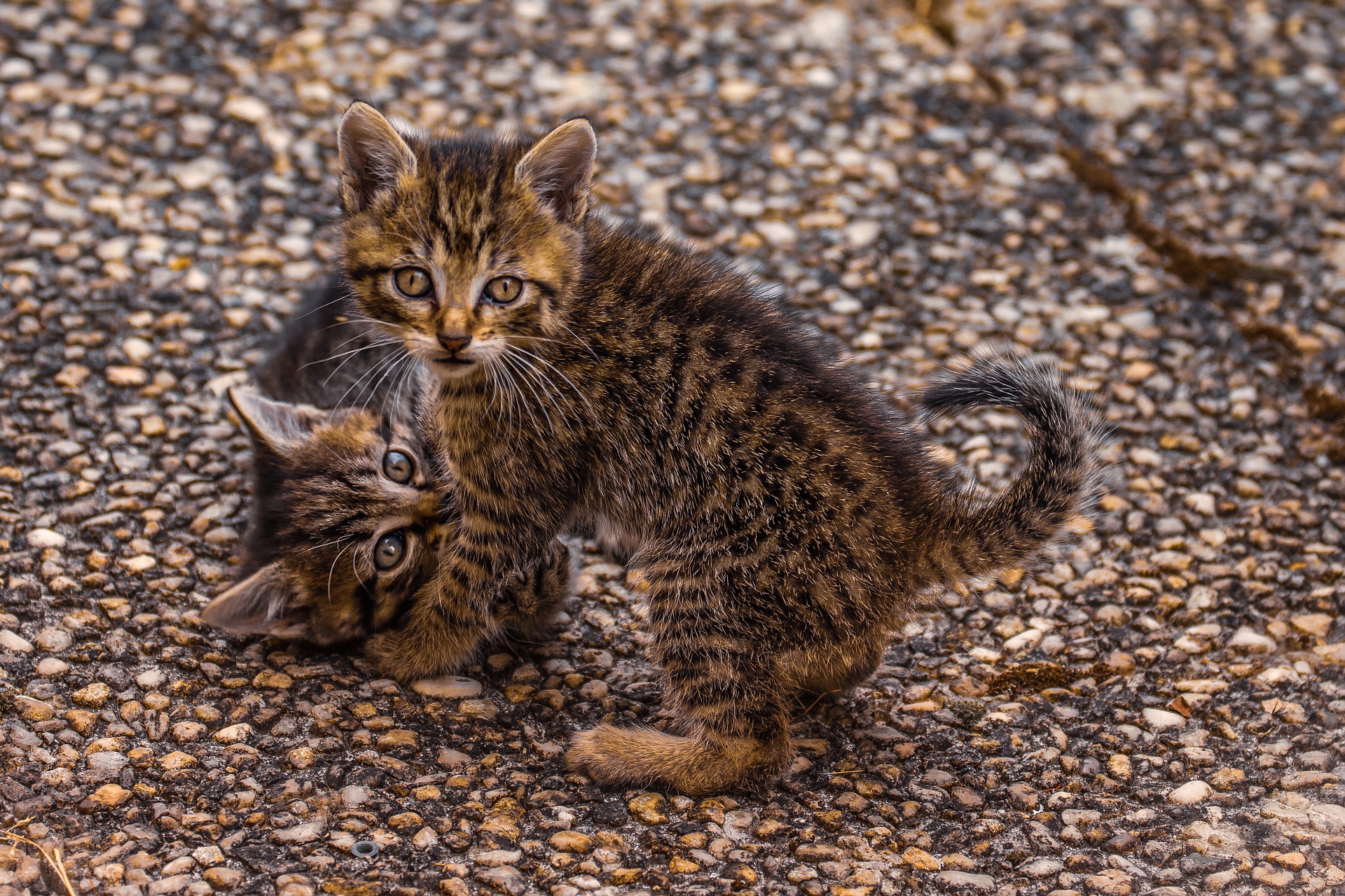 しつけで猫の首根っこを掴んでも大丈夫？コツと注意点を紹介 | winnova