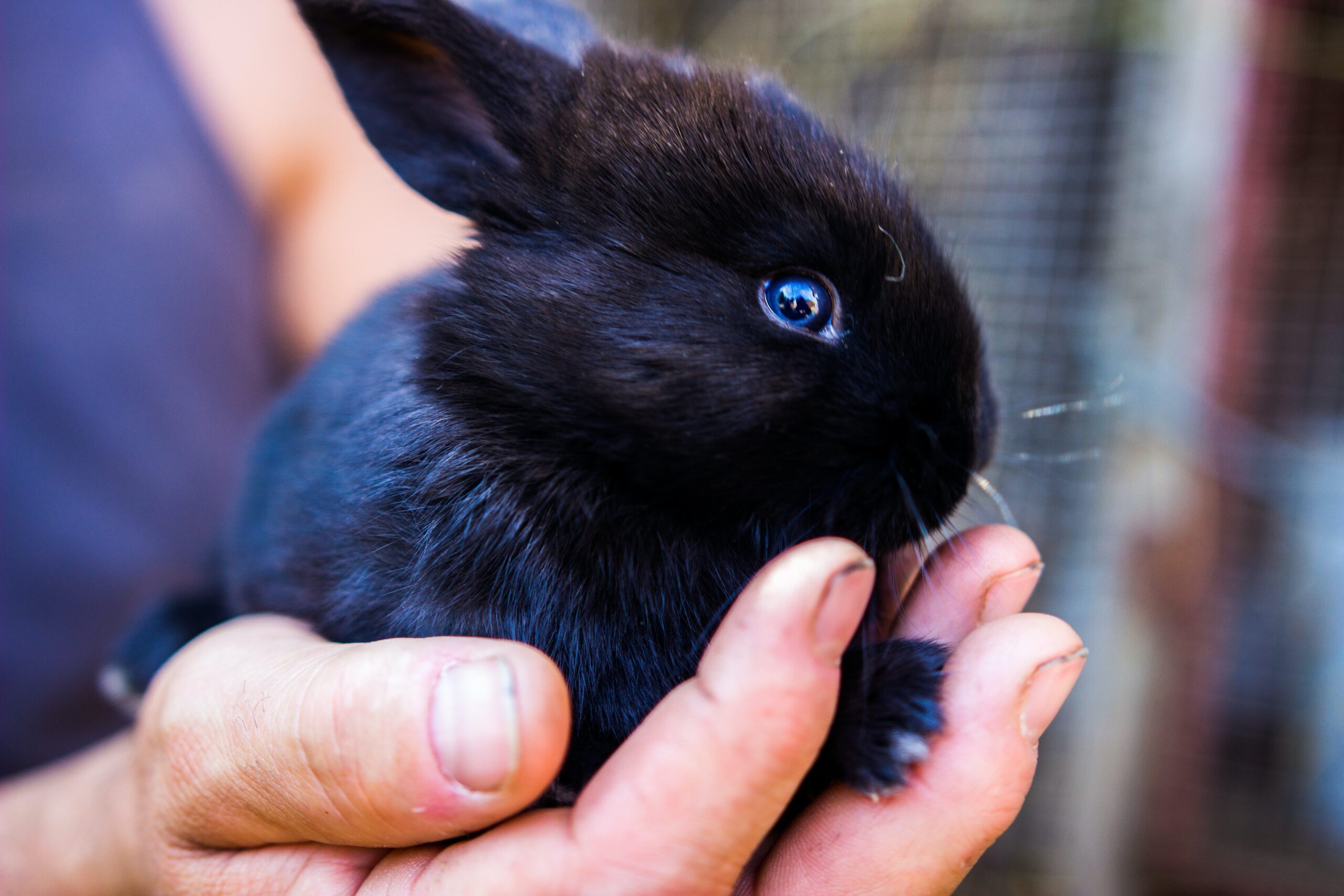 ウサギは毎月どれくらいの餌代がかかるの 飼育費用のまとめ Winnova