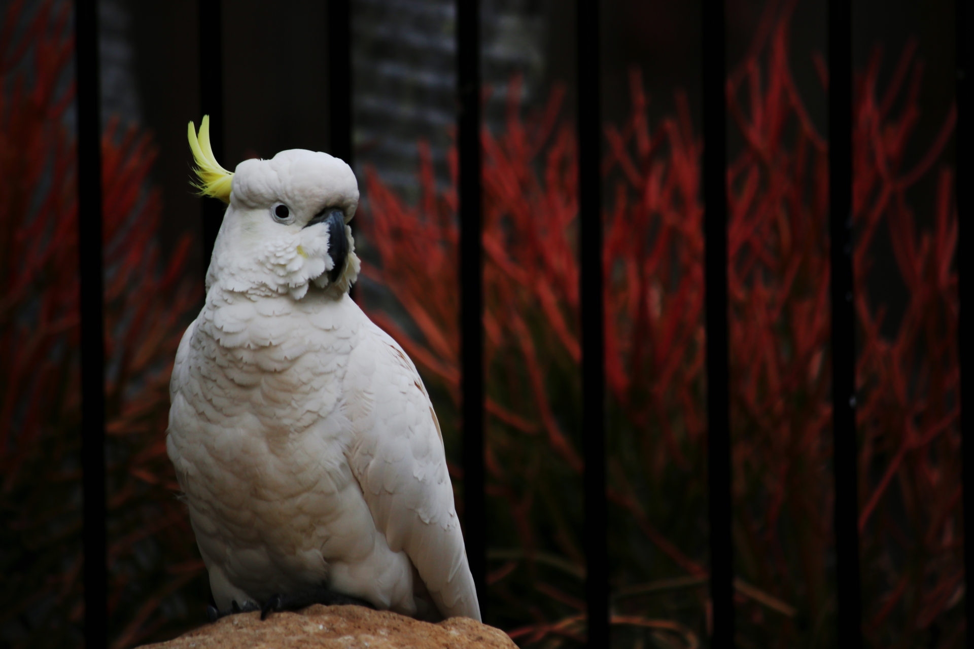 賢い鳥キバタンはどう飼う 飼い方や注意点とは Winnova