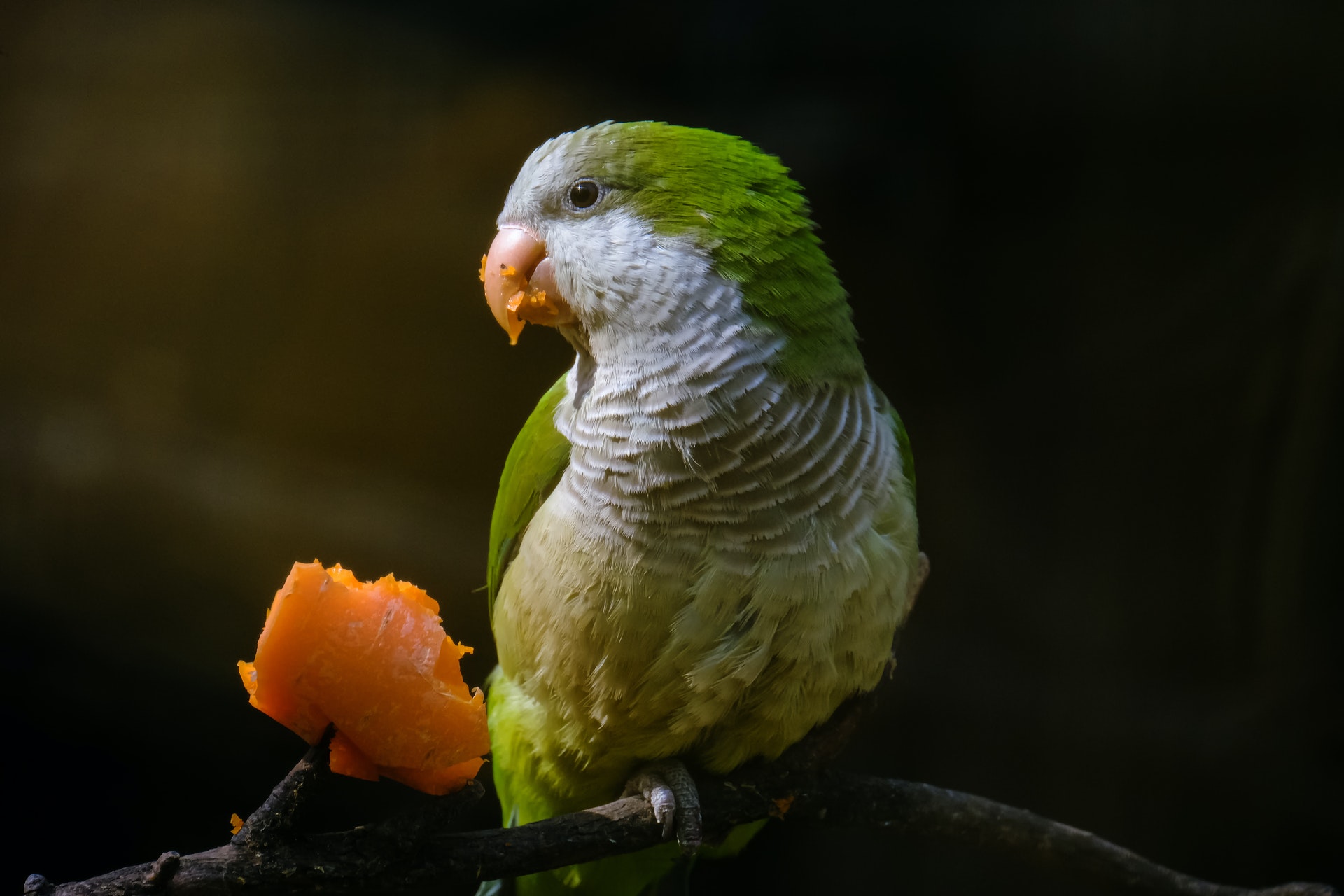 オキナインコってどんな鳥 性格や特徴をわかりやすく解説 Winnova