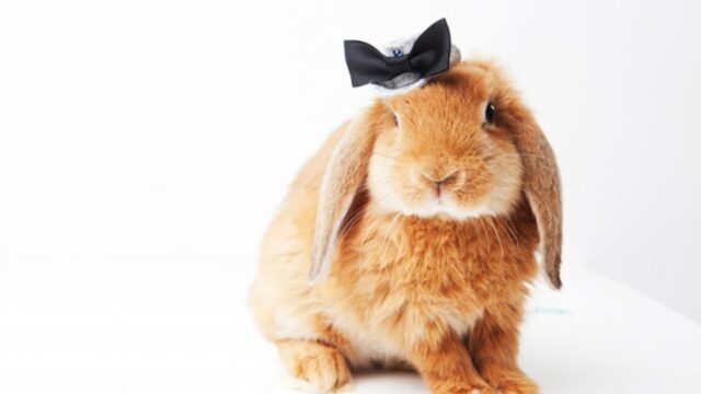 S級の癒やし ロップイヤーって何 特徴や種類 性格など魅力を解説 Winnova