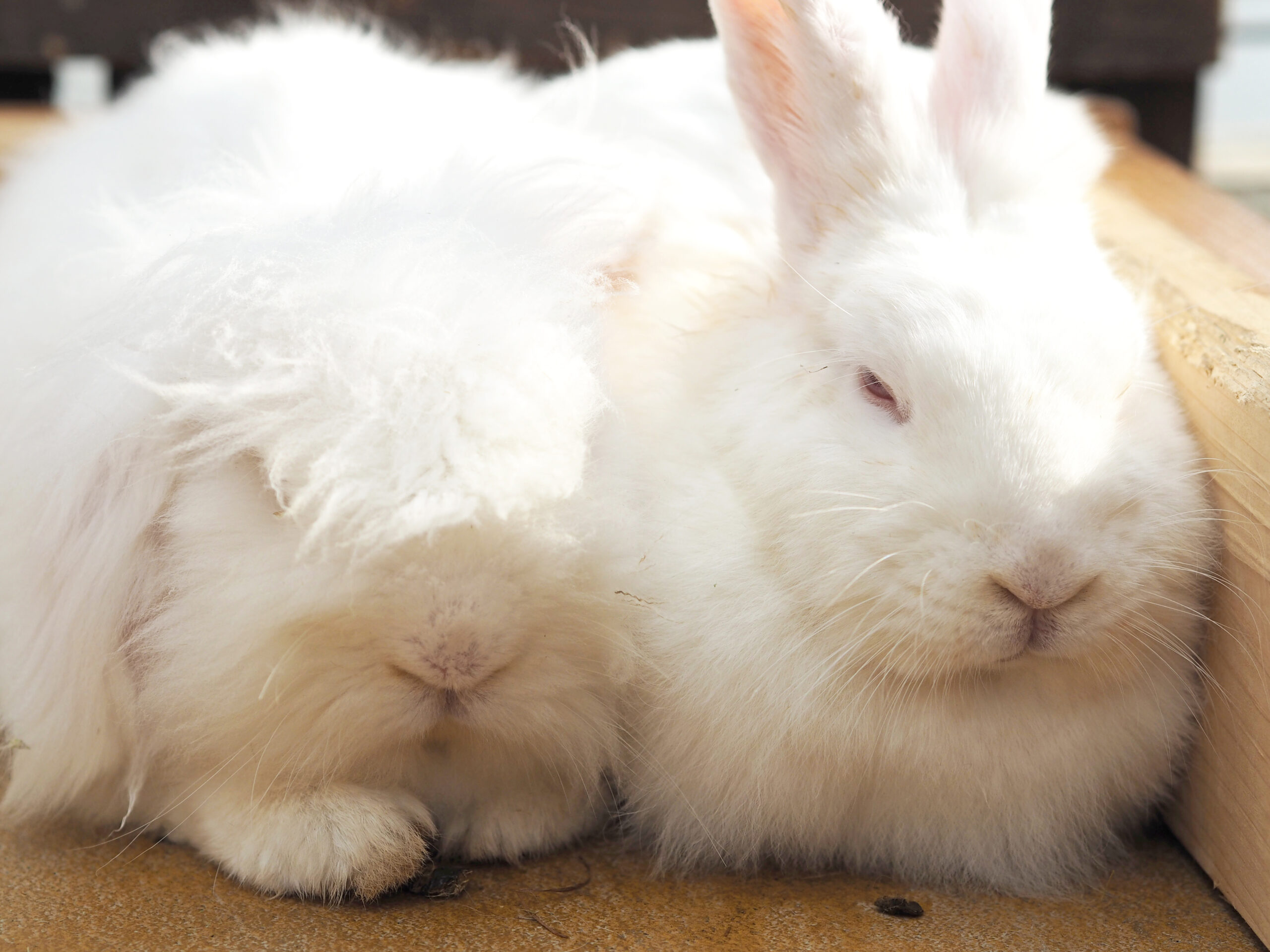 アメリカンファジーロップの特徴は 初心者でも飼いやすい Winnova