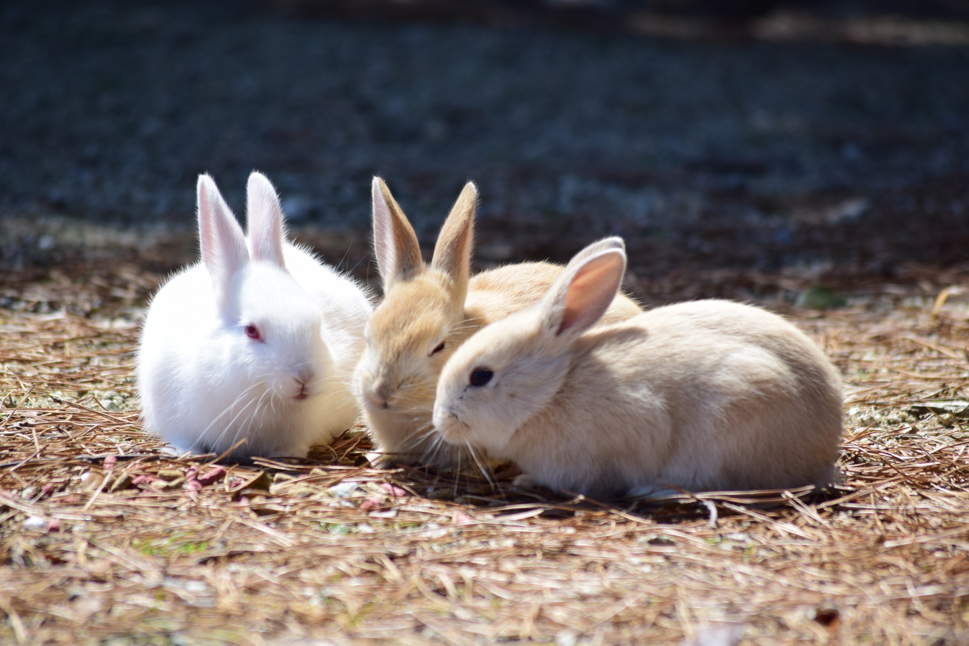 ミニうさぎを飼う時は注意が必要?飼い方なども紹介!|winnova