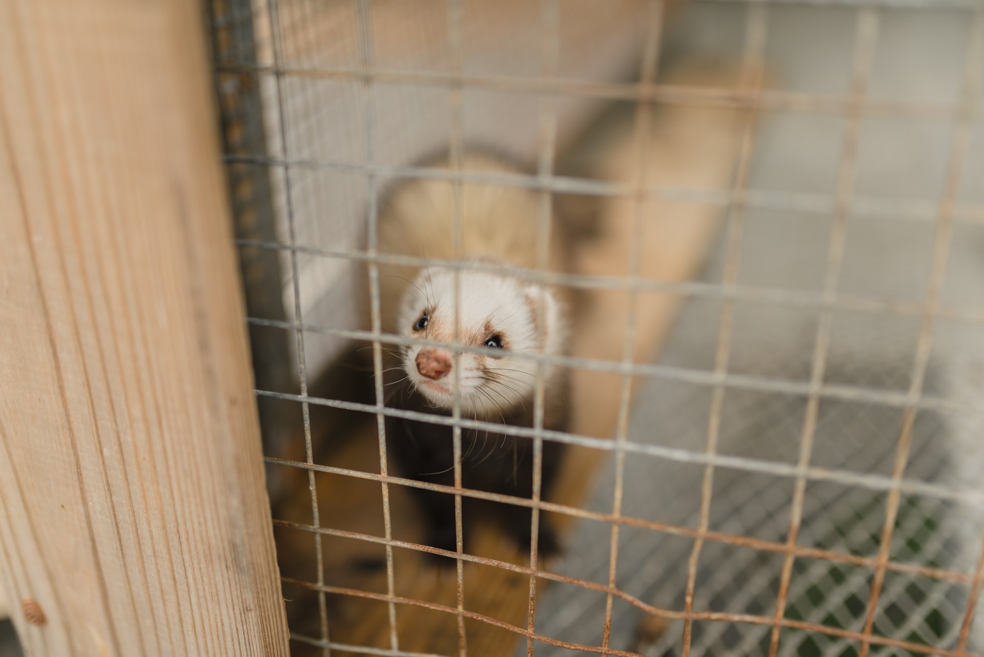 幻のニュージーランドフェレット｜飼育法から注意点まで解説！｜winnova