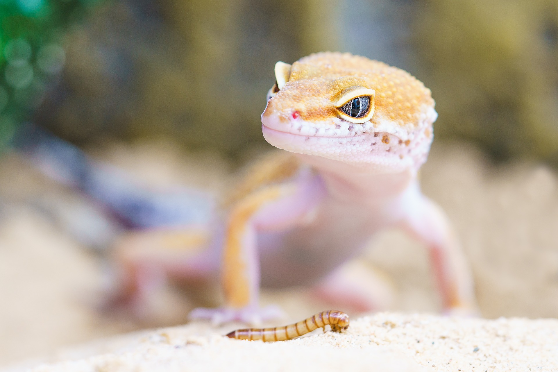 ニホントカゲの赤ちゃんの飼い方について紹介！餌や設備は？｜win…