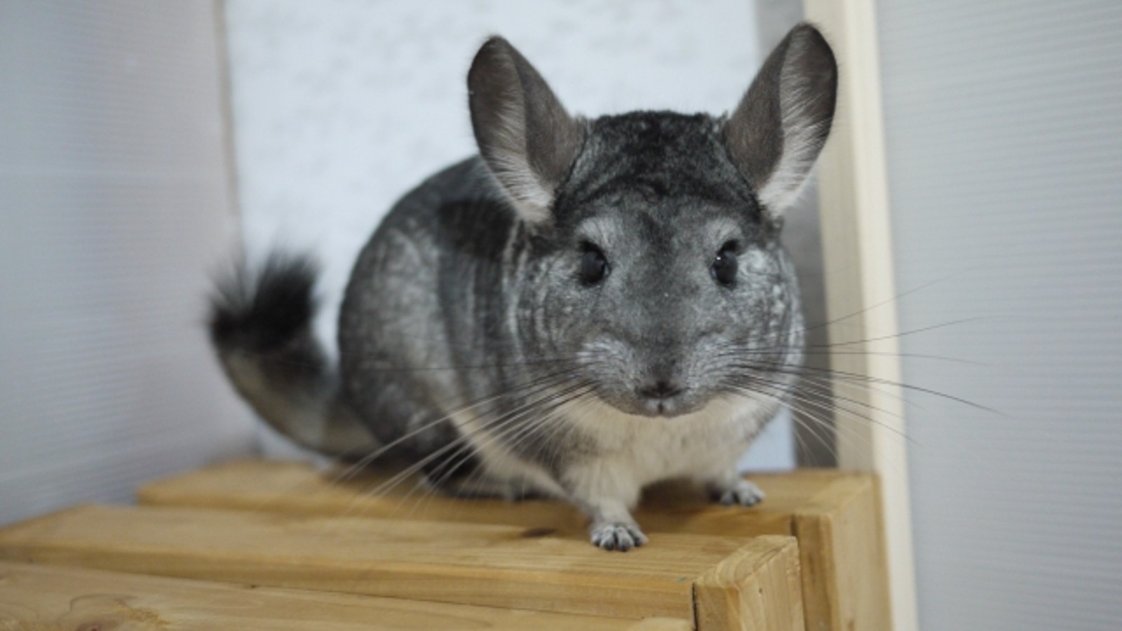 チンチラの夏バテ対策グッズ3選 エアコンのみがngな理由とは Winnova