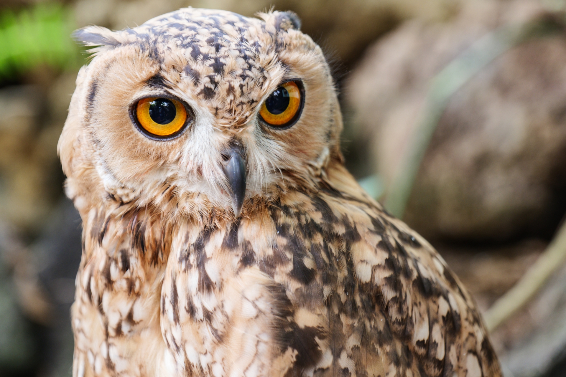 入門編 初心者におすすめのペットフクロウを8種類紹介 Winnova